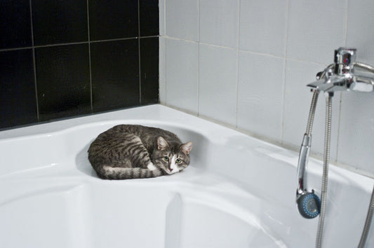 不用水给猫咪洗澡?