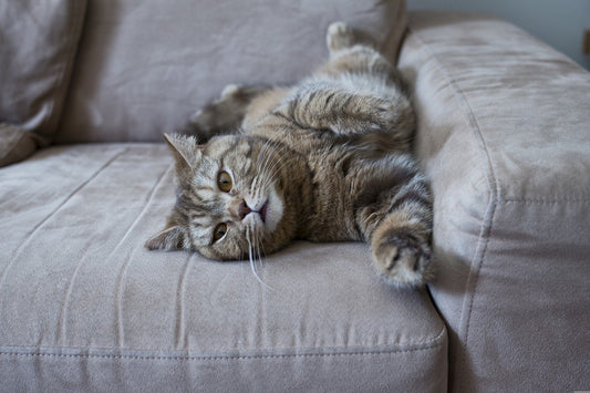 如何应对猫咪抓沙发、挠门?