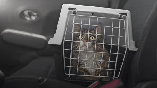 猫咪害怕坐车？如何让紧张的猫平静下来?