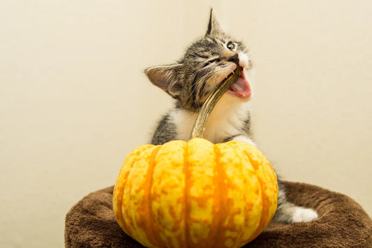Feed Cat with pumpkin is safe and healthy
